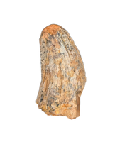 Tyrannosaur (Teratophoneus?) Tooth from the Upper Aguja Formation.