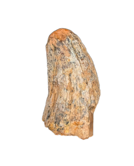 Tyrannosaur (Teratophoneus?) Tooth from the Upper Aguja Formation.