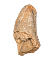 Tyrannosaur (Teratophoneus?) Tooth from the Upper Aguja Formation.