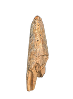 Tyrannosaur (Teratophoneus?) Tooth from the Upper Aguja Formation.