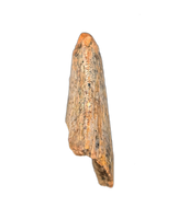 Tyrannosaur (Teratophoneus?) Tooth from the Upper Aguja Formation.