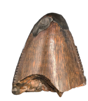 Tyrannosaur (Teratophoneus?) Tooth from the Upper Aguja Formation.