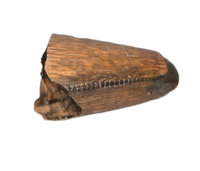 Tyrannosaur (Teratophoneus?) Tooth from the Upper Aguja Formation.