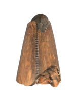 Tyrannosaur (Teratophoneus?) Tooth from the Upper Aguja Formation.