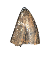 Tyrannosaur (Teratophoneus?) Tooth from the Upper Aguja Formation.