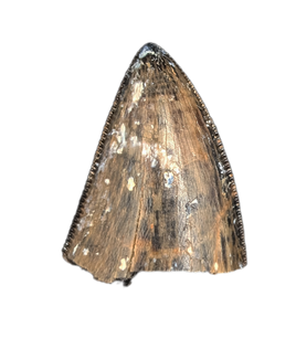 Tyrannosaur (Teratophoneus?) Tooth from the Upper Aguja Formation.