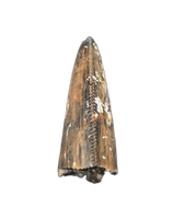 Tyrannosaur (Teratophoneus?) Tooth from the Upper Aguja Formation.