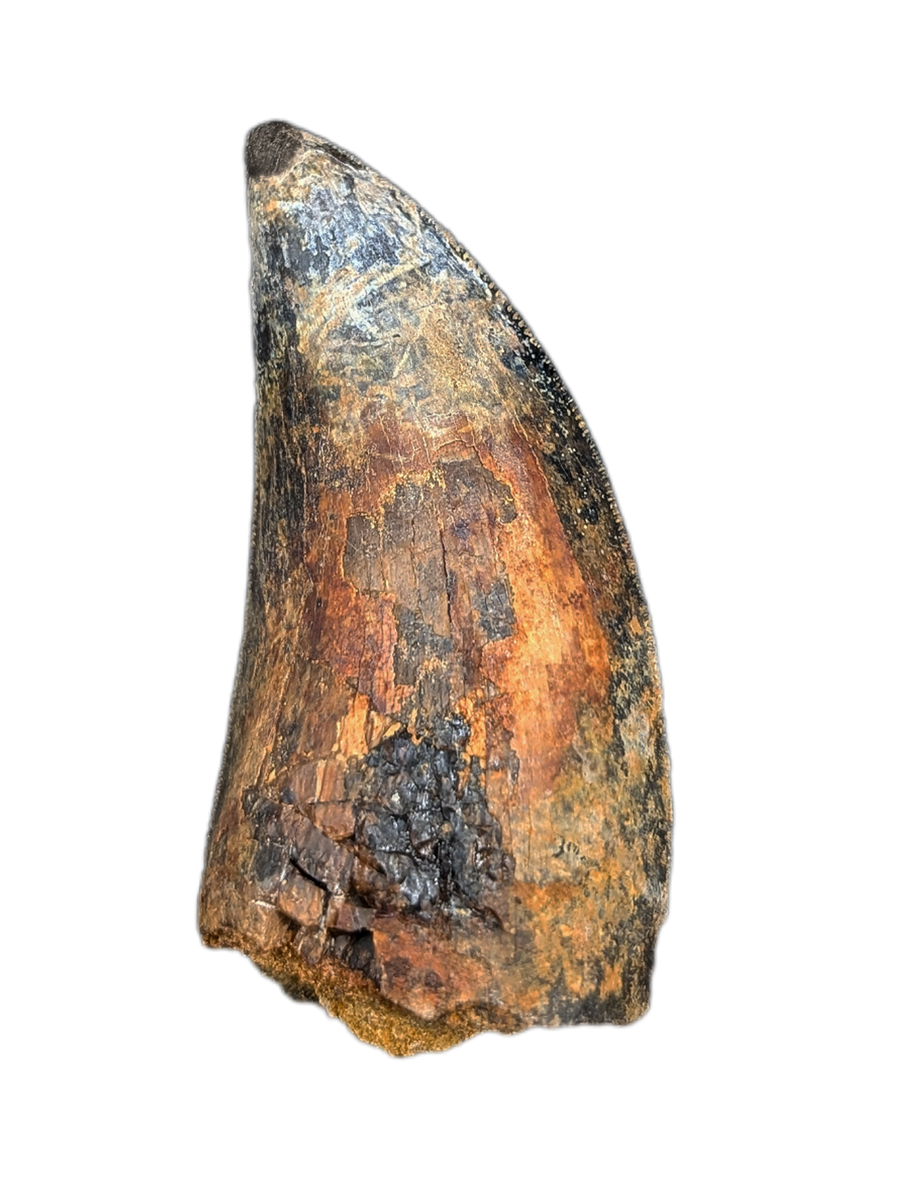 Tyrannosaurus Rex Tooth| The Daily Rex