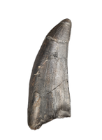 Daspletosaurus Tooth, Two Medicine Formation.