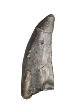 Daspletosaurus Tooth, Two Medicine Formation.