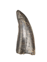 Daspletosaurus Tooth, Two Medicine Formation.