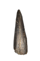 Daspletosaurus Tooth, Two Medicine Formation.