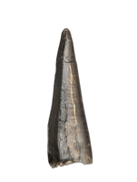 Daspletosaurus Tooth, Two Medicine Formation.