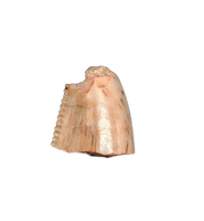 Deinonychus Tooth, Cloverly Formation