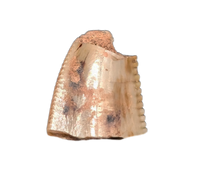 Deinonychus Tooth, Cloverly Formation