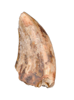 Deinonychus Tooth, Cloverly Formation