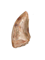 Deinonychus Tooth, Cloverly Formation