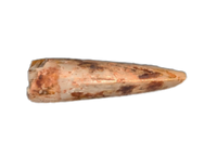 Deinonychus Tooth, Cloverly Formation