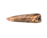 Deinonychus Tooth, Cloverly Formation