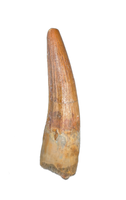 Spinosaurus Tooth