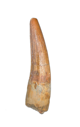 Spinosaurus Tooth