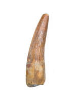 Spinosaurus Tooth