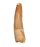 Spinosaurus Tooth