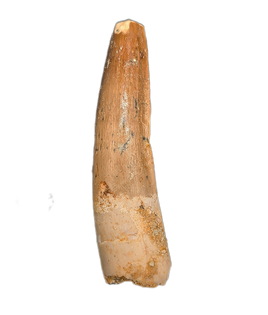 Spinosaurus Tooth