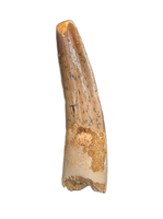 Spinosaurus Tooth