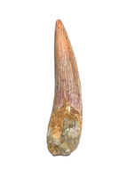 Spinosaurus Tooth