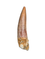 Spinosaurus Tooth