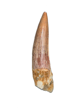 Spinosaurus Tooth