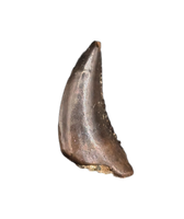 Dromaeosaur (Raptor) Tooth, Judith River Formation