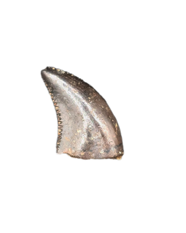 Saurornitholestes (Raptor) Tooth, Judith River Formation