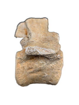 Dinosaur (Theropod?) Vertebrae, Morocco Phosphate