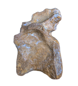 Abelisaur Vertebrae, Kem Kem