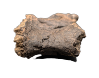 Allosaurus Vertebrae, Morrison Formation