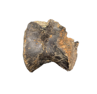 Tyrannosaur Vertebrae, Two Medicine Formation