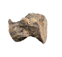 Tyrannosaur Vertebrae, Two Medicine Formation