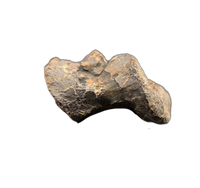 Tyrannosaur Vertebrae, Two Medicine Formation