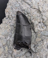 Allosaurus Tooth from the Morrison Formation