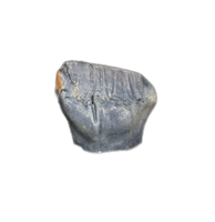 Edmontonia Tooth, Two Medicine Formation.