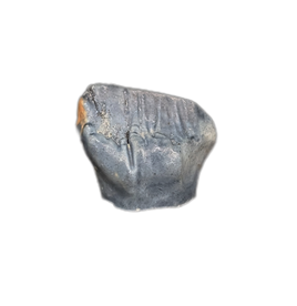 Edmontonia Tooth, Two Medicine Formation.