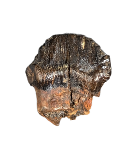 Edmontonia Tooth, Judith River Formation