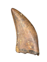 Nanotyrannus Tooth