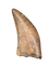 Nanotyrannus Tooth