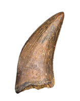 Nanotyrannus Tooth