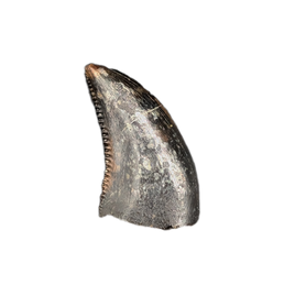 Acheroraptor Tooth