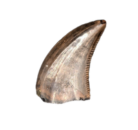 Acheroraptor Tooth