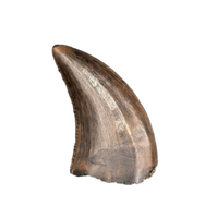 Acheroraptor Tooth